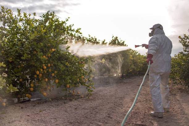 Best Bird Control  in Green Valley, AZ
