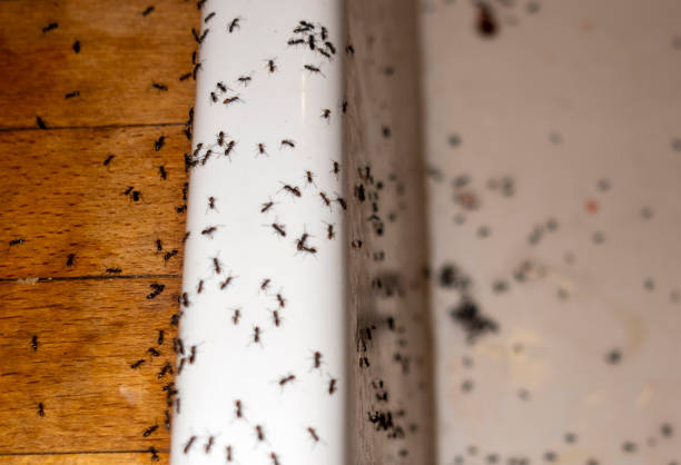 Best Best Pest Control Companies  in Green Valley, AZ