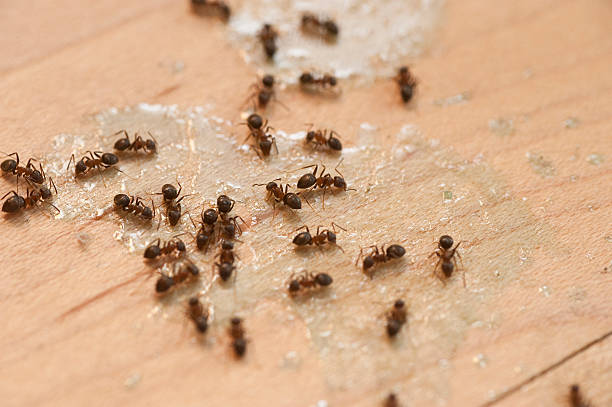 Best Termite Control Services  in Green Valley, AZ